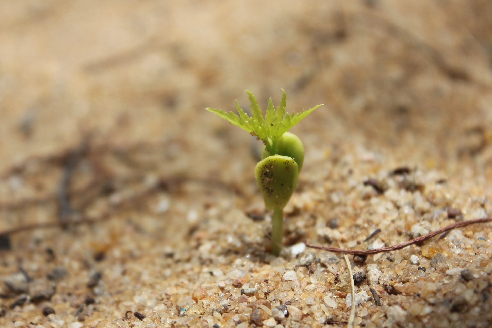 germination-5473511_1920
